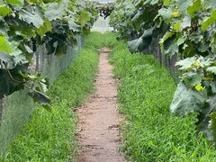 -马陆小张葡萄园农家乐