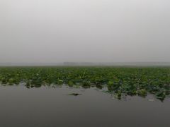 -微山湖红荷湿地景区