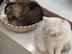 -共舞时光猫咖·狗咖(新街口店)