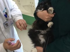 -利又安动物医院··老年病·猫科犬科·中兽医