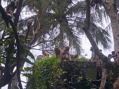 -南湾猴岛+椰田古寨一日游