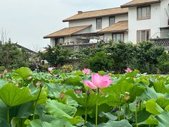 -空港花田景区