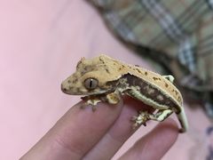 -酷以爬仙阁实体爬宠店·守宫·蜥蜴·专业繁育