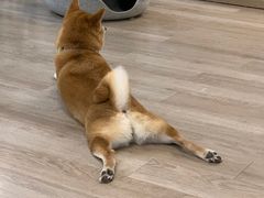 -柴迷FANS CLUB·柴犬狗咖·猫咖