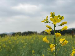 -光明小镇欢乐田园