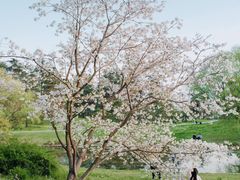 -上海共青森林公园