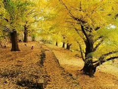 -南雄冯屋银杏山庄