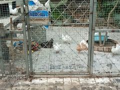 -北京呀路古热带植物园