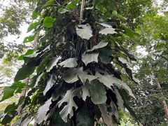 -中国科学院西双版纳热带植物园