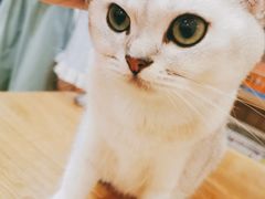 -滚猫咖啡·猫咖·猫友好撸猫(未来城店)