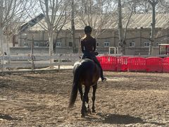 -北京群众马术培训基地