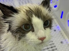 -爱洗澡的猫(望京店)