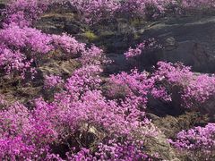-青岛大珠山景区