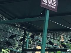 -呀诺达热带雨林