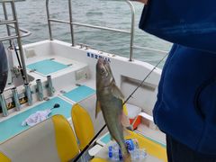 -鑫艋游艇海钓俱乐部