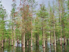 -白鹭湾湿地公园