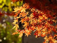 -金鸡湖桃花岛