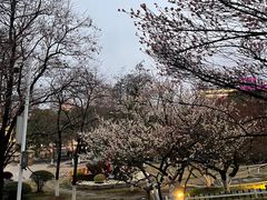 -南京古林公园