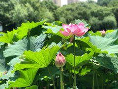 -陈家山荷花公园