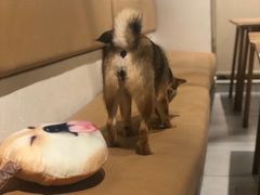 -柴务处·柴犬主题狗咖