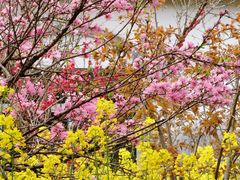-南汇桃花村