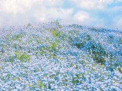-花开海上生态园