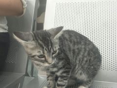 -瑞鹏动物医院宠美康(扬子江路分院)