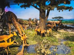 -国家自然博物馆