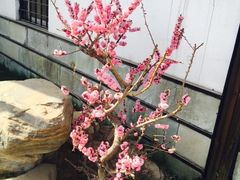 -石家庄市植物园