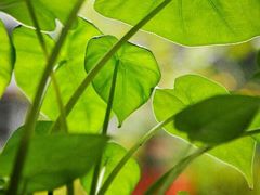 android_upload_pic-17号蓝滩咖啡馆(武夷山店)