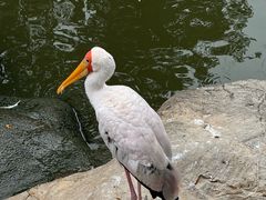 -吉隆坡雀鸟公园