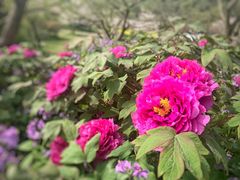 -苏州上方山国家森林公园