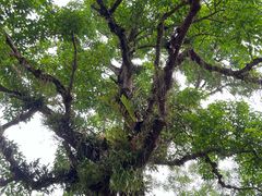 -中国科学院西双版纳热带植物园
