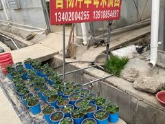 -喜杨洋草莓采摘园
