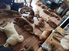 -柴犬高等学院·狗咖·柴犬售卖·宠物训练