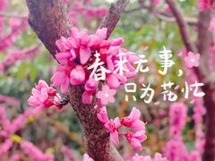 -三圣花乡旅游区
