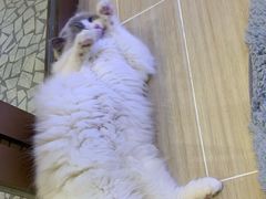 -momokira米努特·德文卷毛猫·棉花面纱犬