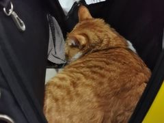 -瑞派名望志远动物医院·猫科·內科·异宠专科(直港大道店)