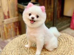 -momokira米努特·德文卷毛猫·棉花面纱犬