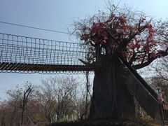 -天适樱花悠乐园