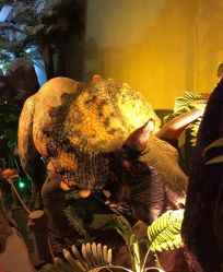 -恐龙探索乐园(磁器口店)