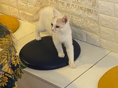 -平行世界·猫咖(首经贸店)