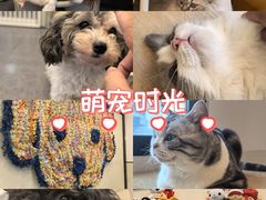 -有喵·猫咖·狗咖·30几只猫10只小狗(岗厦店)