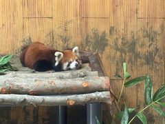 -深圳野生动物园