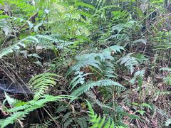 -怀托摩萤火虫洞