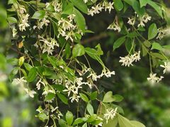 -谷咖啡·鲜花绿植花园餐厅