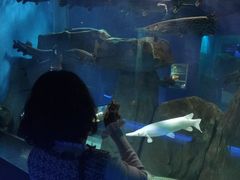 -石家庄海洋公园
