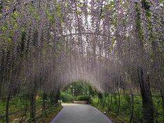 -大塘金香草谷