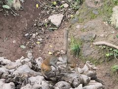 -野象谷景区