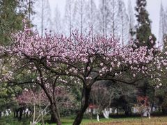 -花溪公园